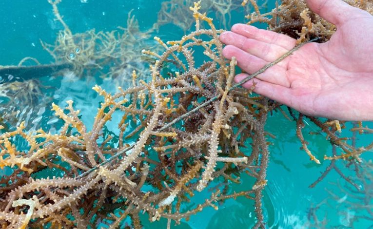 cong-ty-nuoi-cay-rong-bien